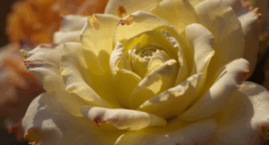 Perfectly Imperfect: Thriving Beyond Perfectionism